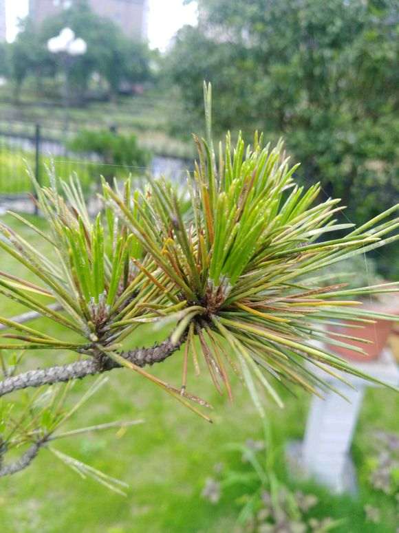 松树下山桩大面积起蚧壳虫 怎么办