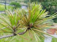 松树下山桩大面积起蚧壳虫 怎么办