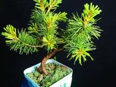 买那须娘五什松下山桩 玩玩 图片