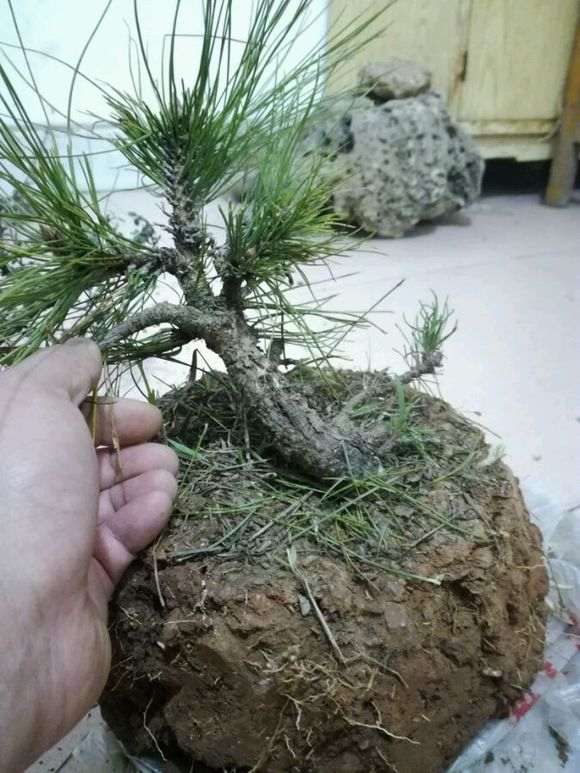 第一次挖松树下山桩