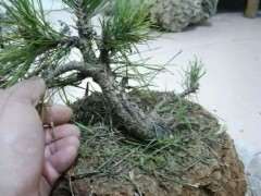 第一次挖松树下山桩 能直接上盆吗