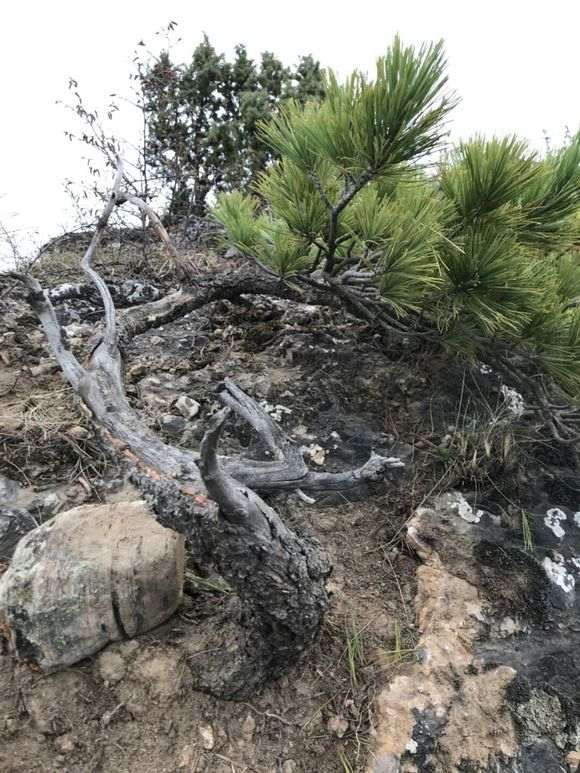 去年断了根的松树下山桩还活着 图片