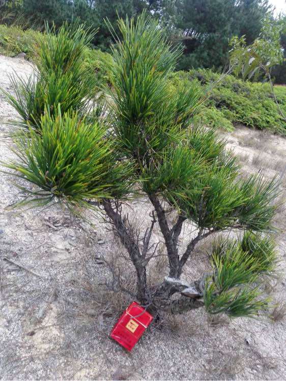 去年断了根的松树下山桩还活着 图片