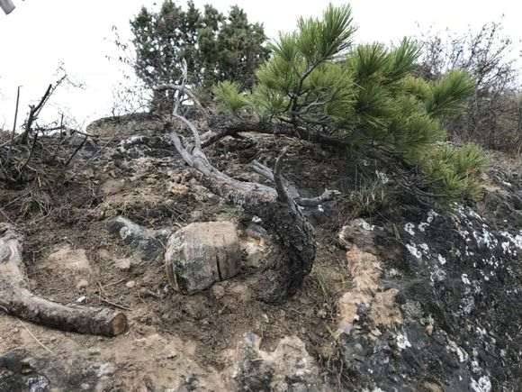 去年断了根的松树下山桩还活着 图片