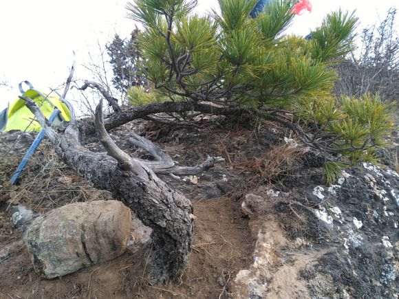 甘肃山上发现的松树下山桩 大家看看如何