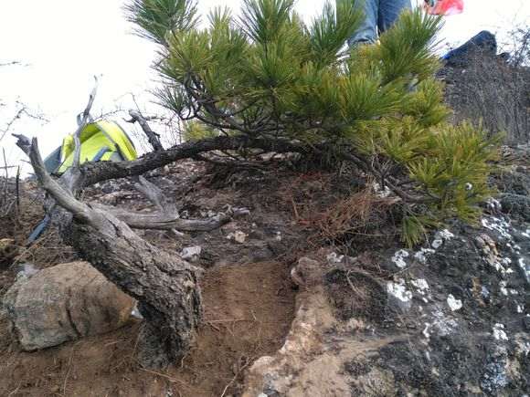 甘肃山上发现的松树下山桩 大家看看如何
