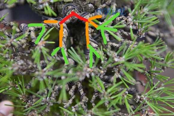 为什么云南那边松树下山桩 妖娆多姿