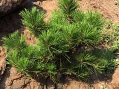 海边石头上是什么松树下山桩 图片