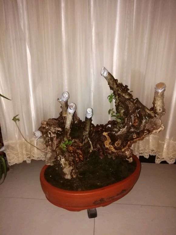 松树下山桩长在树洞里对映山红有伤害吗