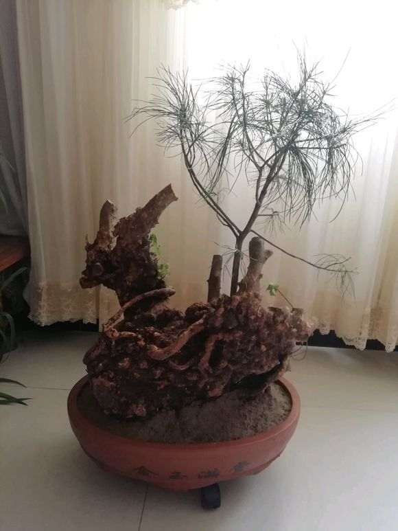 松树下山桩长在树洞里对映山红有伤害吗