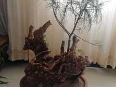 松树下山桩长在树洞里对映山红有伤害吗