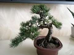 为什么室内养不活松树下山桩 图片