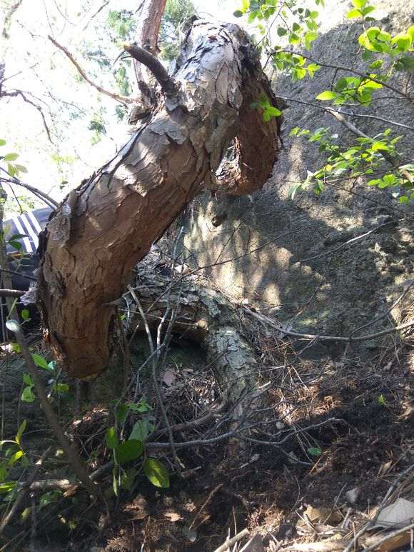 发现了一个奇怪的松树下山桩