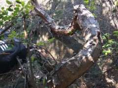 发现了一个奇怪的松树下山桩 像蛇一样