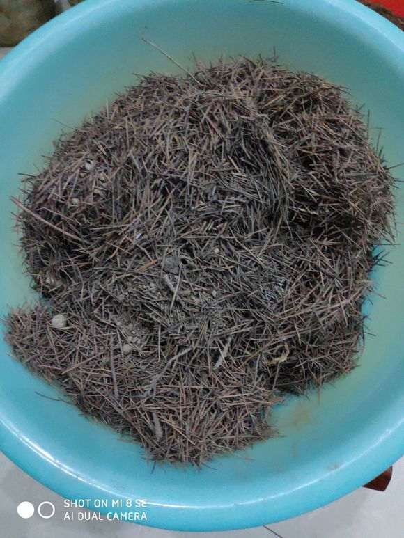 松树下山桩下面收的松针 种花可以吗