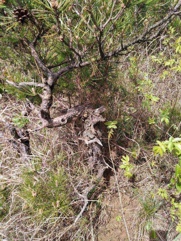 松树下山桩下面掉的松树皮可以种兰草吗