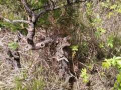 松树下山桩下面掉的松树皮可以种兰草吗