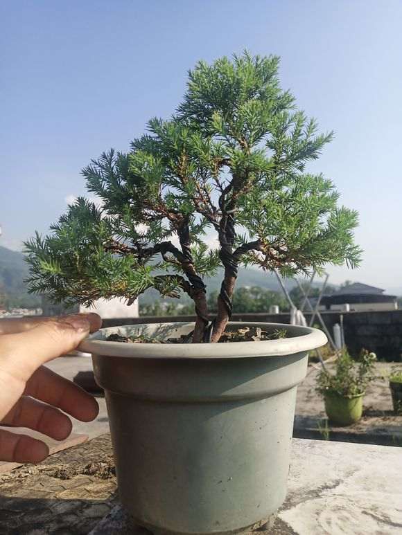 雾松下山桩 到底是属于松树 还是柏树