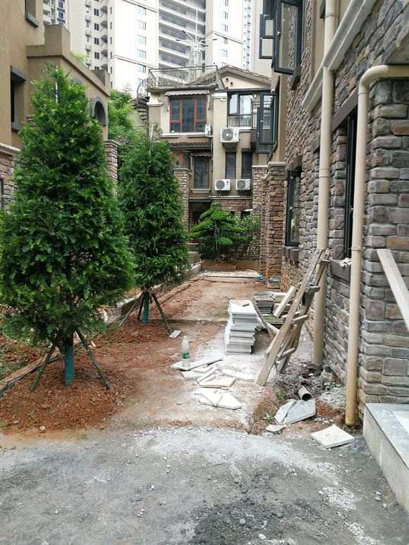 对面门口种三颗松树下山桩 对风水有什么影响