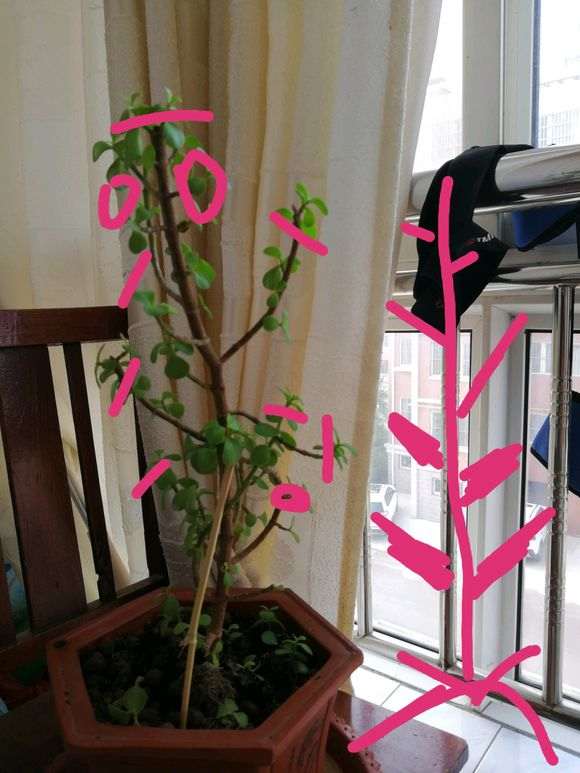 春天栽的一颗松树下山桩只开花 没发芽