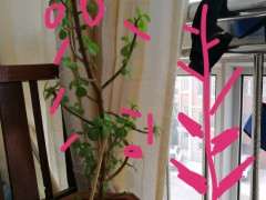 春天栽的一颗松树下山桩只开花 没发芽