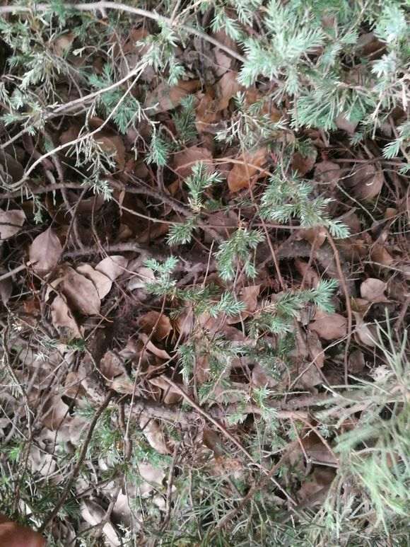 小区绿化带的松树下山桩 什么时候挖最好