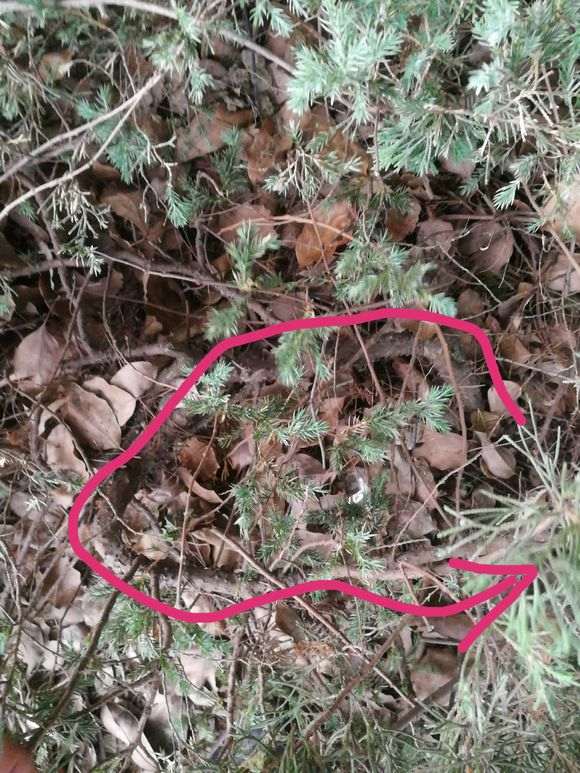 小区绿化带的松树下山桩 什么时候挖最好