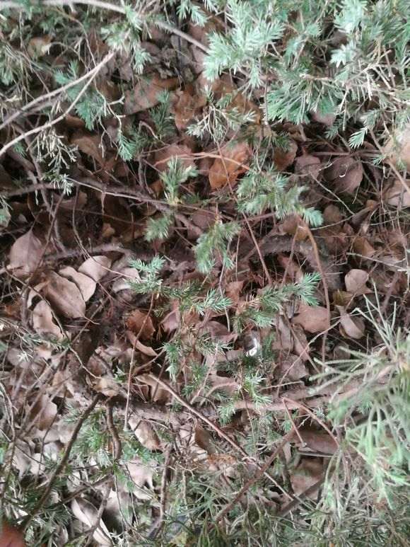 小区绿化带的松树下山桩 什么时候挖最好