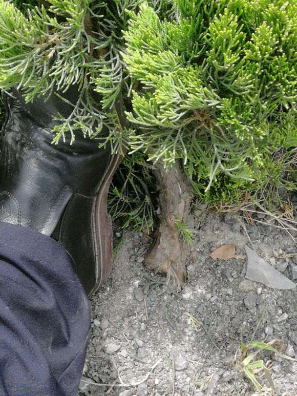 小区绿化带的松树下山桩 什么时候挖最好