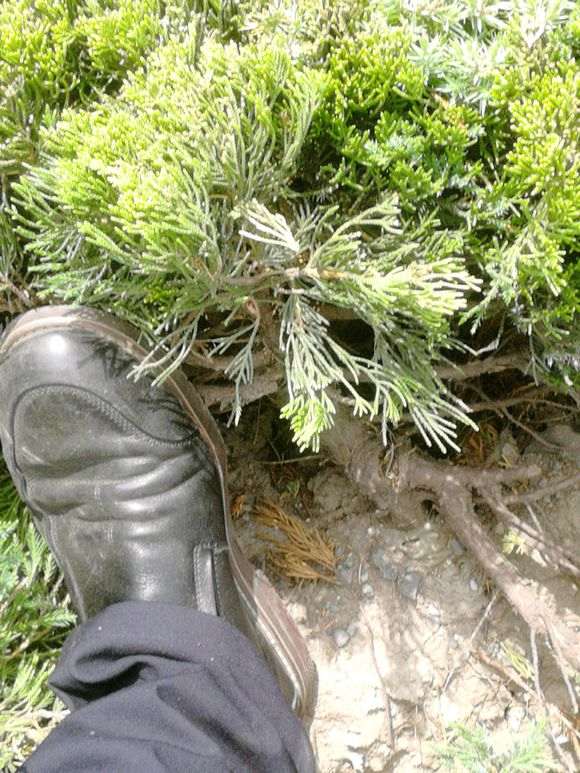 小区绿化带的松树下山桩 什么时候挖最好