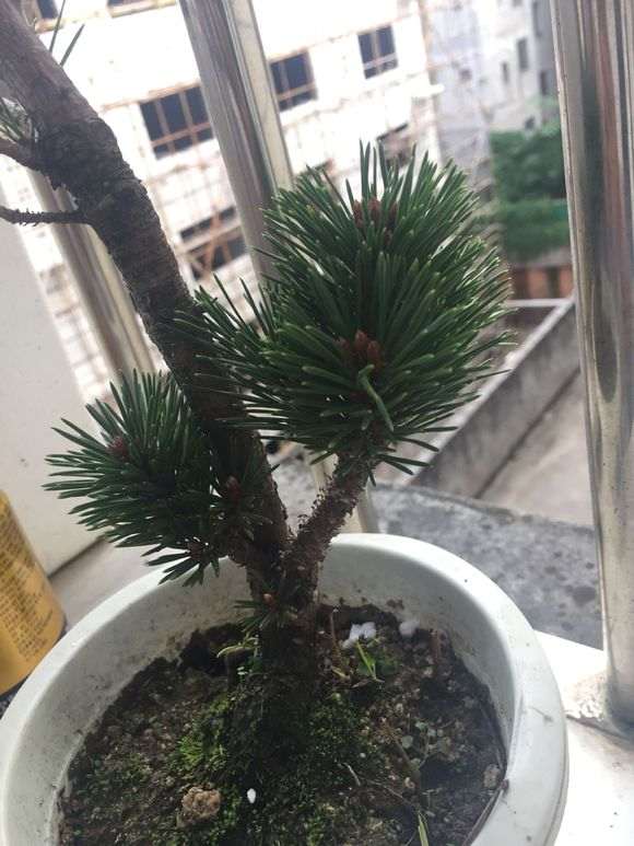 黑松下山桩嫁接的千寿丸 大家看可以吗