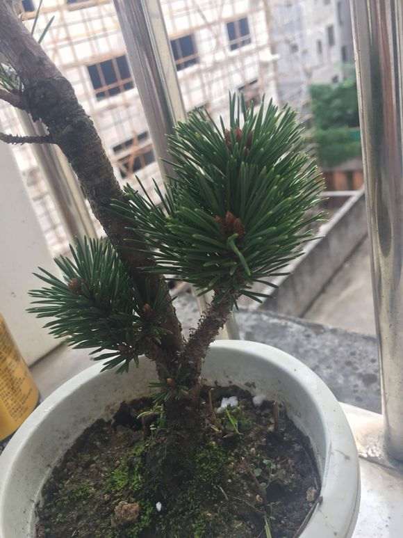 黑松下山桩嫁接的千寿丸 大家看可以吗