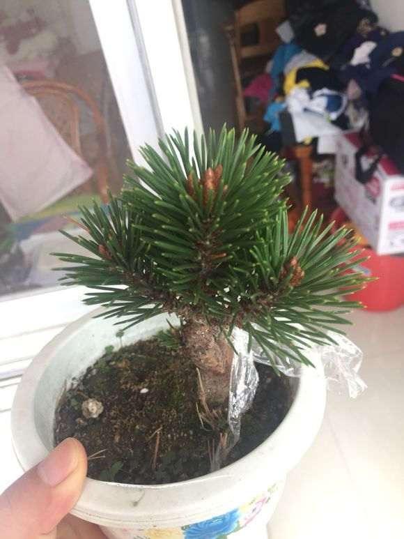 黑松下山桩嫁接的千寿丸 大家看可以吗