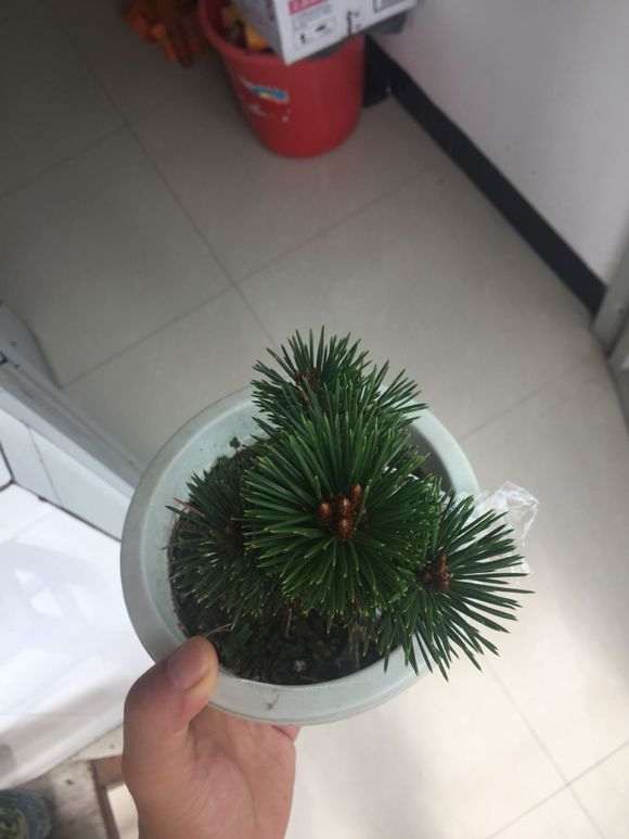 黑松下山桩嫁接的千寿丸 大家看可以吗