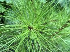 为什么松树下山桩有干松湿柏的说法