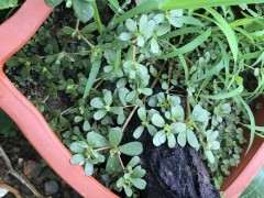 松树下山桩用什么土壤栽好成活