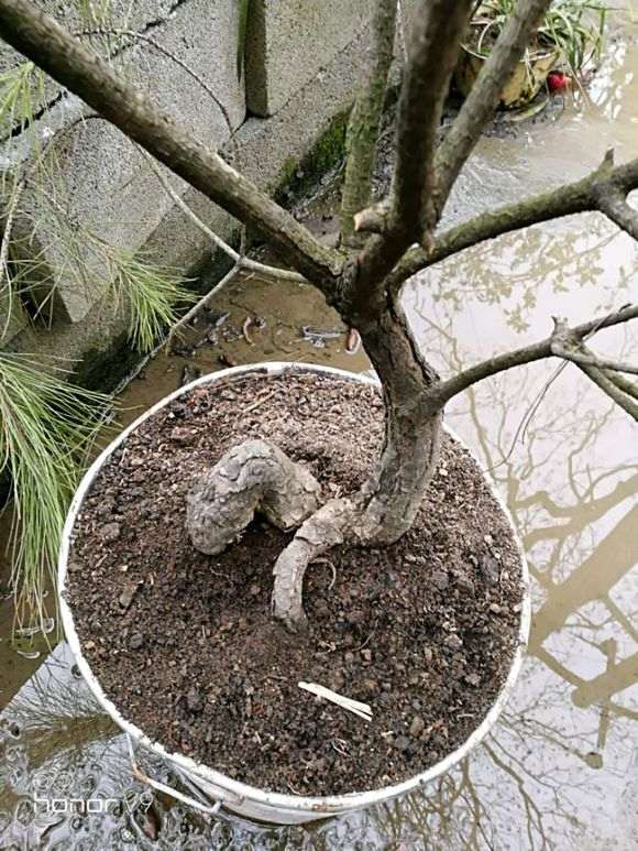 这个普通松树能嫁接其他松树下山桩吗