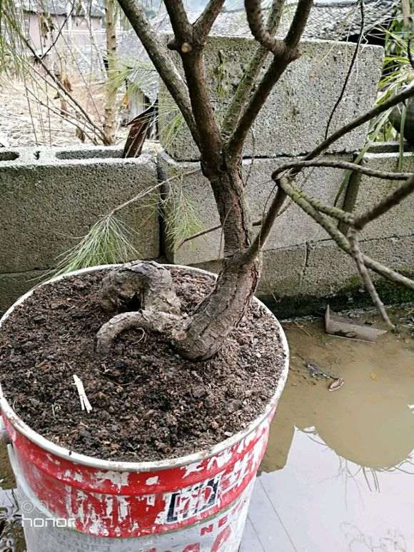 这个普通松树能嫁接其他松树下山桩吗