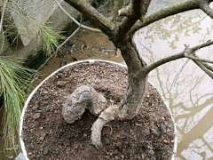 这个普通松树能嫁接其他松树下山桩吗