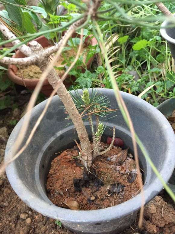松树下山桩嫁接成活