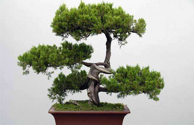 家里摆放松树盆景 犯不犯的风水忌讳