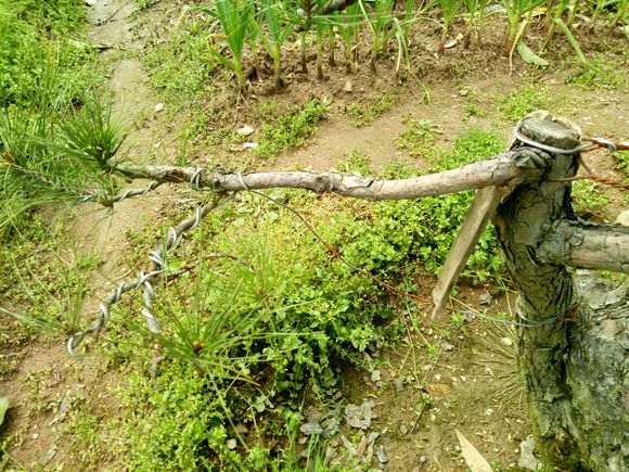 松树下山桩怎么补枝嫁接的方法