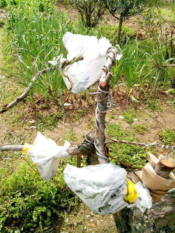 松树下山桩怎么补枝嫁接的方法