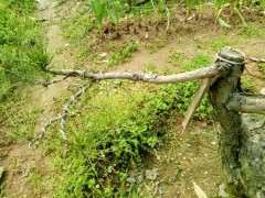 松树下山桩怎么补枝嫁接的方法