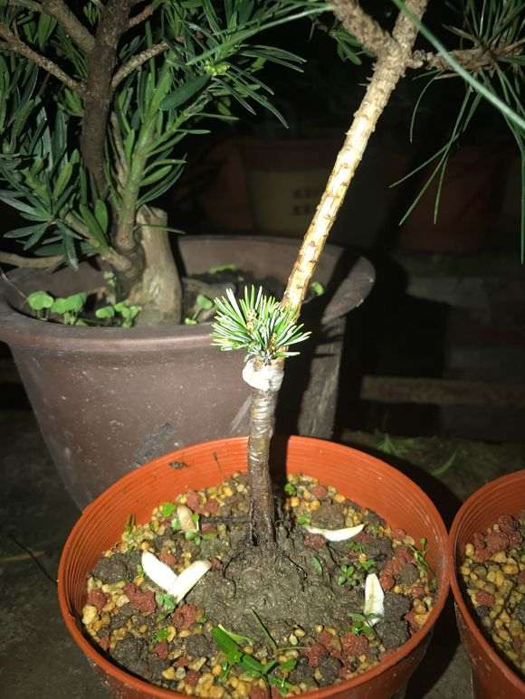 松树下山桩怎么嫁接成活的方法