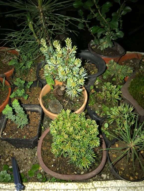 松树下山桩怎么嫁接成活的方法