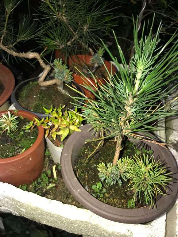 为什么中午要给松树下山桩喷水