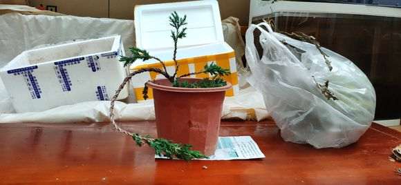 为什么中午要给松树下山桩喷水