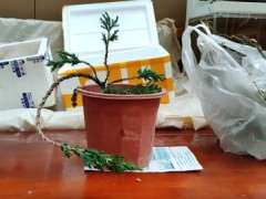 为什么中午要给松树下山桩喷水 图片