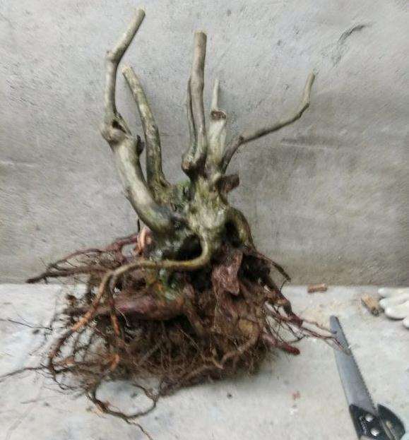 有没有适合广东种植的松树下山桩 图片